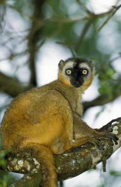 Kahverengi Lemur, Eulemur fulvus, Yetişkin Branch 'ın üstünde duruyor.  