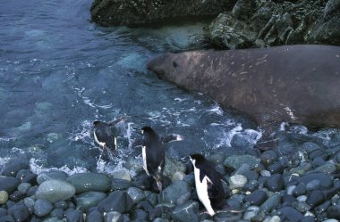 Güney Fil Fok Foku Erkek, Mirounga Leonina, Chinstrap Penguen, pygoscelis antarctica, Antarktika  