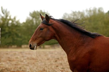 Lusitano Atı, Aygır Otları Yiyen Aygır  