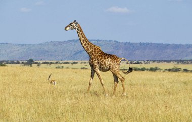 Masai Zürafa, zürafa camelopardalis tippelskirchi, Savannah 'da Yetişkin, Kenya' da Masai Mara Park  