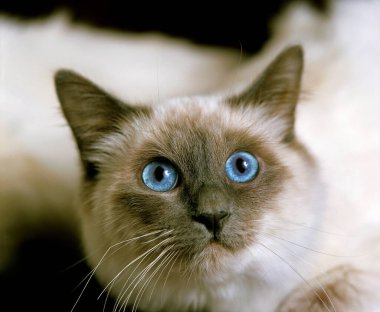 Birmanese Evcil Kedisi, Mavi Gözlü Yetişkin Portresi  