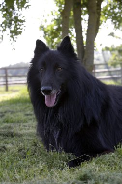 Belçika Çoban Köpeği Groendael  
