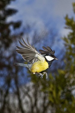 Büyük Tit, parus major, Uçan Erkek, Normandiya 