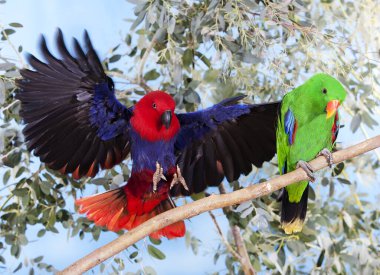 Eclectus Parrot, eclectus roratus, Branch, Male (yeşil) ve Female (kırmızı) üzerinde duran çift.)  