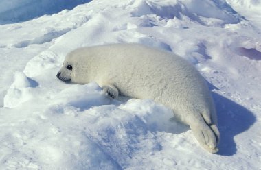Arp foku, pagophilus groenlandicus, Pup Kanada 'daki Magdalena Adası, Icefield' da duruyor.  