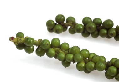 Taze Yeşil Karabiber, Gaydacı nigrum Beyaz Arkaplan 'a karşı  