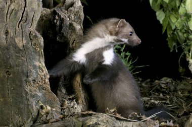 Stone Marten ya da Beech Marten, martes foina, Young Stump 'ta oynuyor.  