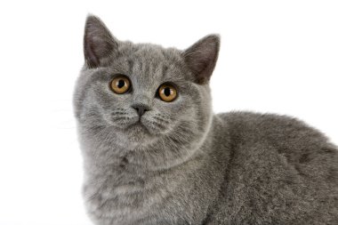 Mavi İngiliz Kısaltması Dişi Kedi  