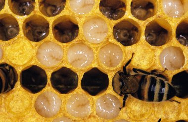 Bal arısı, apis mellifera, Brood Comb 'daki Larvalara bakan işçi, Normandiya' daki Arı Kovanı  