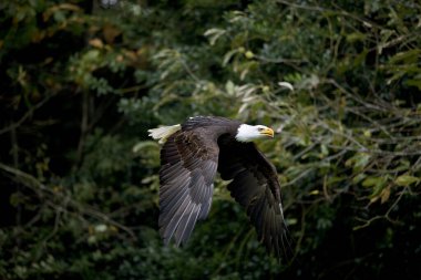 Kel kartal haliaeetus leucocephalus  