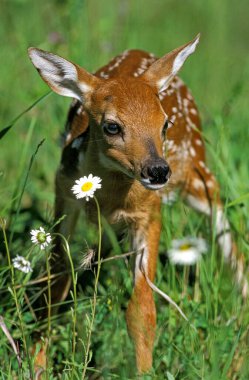 Beyaz Kuyruklu Geyik, Odocoileus Virginianus, Çiçekli Fawn  