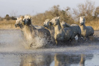 Camargue Atı, Herd Bataklıkta, Camargue Güney Fransa 'da  