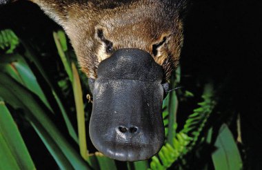 Platypus, ornithorhynchus anatinus, Close up of Beak, Australia   clipart