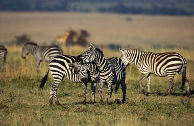 Burchell 'in Zebra' sı, equus Burchelli, Kenya 'daki Masai Mara Park' ta Herd.  