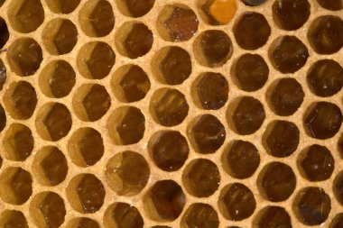 Bal arısı pekmezi Normandiya 'da  