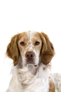 Fransız Spaniel (Tarçın Rengi), Beyaz Arkaplan Karşısında Erkek Portresi 