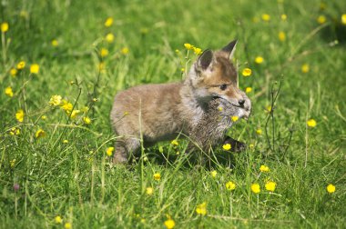 Kızıl Tilki, Vulpes vulpes, Genç Vahşi Tavşan ağızda, Normandiya  