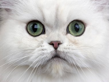 Çinçilla Farsça Yeşil Gözlü Evcil Kedi, Başa Yakın  