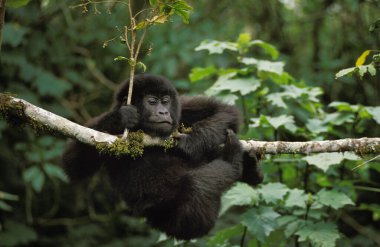 Mountain Gorilla, gorilla gorilla beringei, Young playing on Branch, Virunga Park in Rwanda   clipart