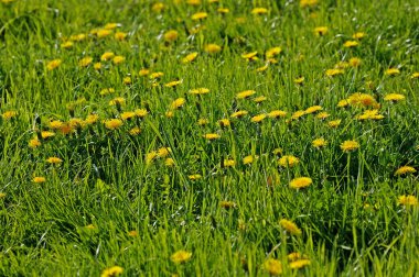 Karahindiba, taraxacum officinale, Normandiya  