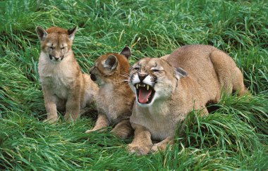 Cougar, puma concolor, Mother snarling with Cub  