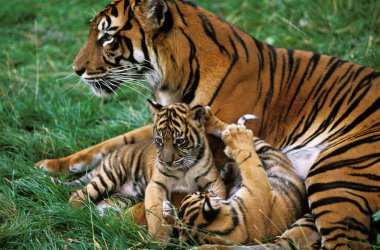 Sumatran Kaplanı, Panthera Tigris Sumatrae, Yavru Anne  