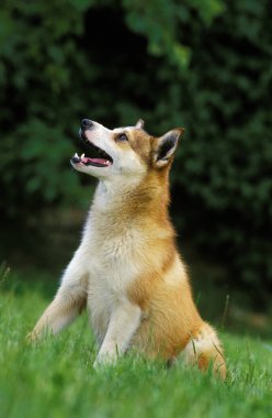 Norveçli Lundehund Spitz, Otların üzerinde oturan köpek  