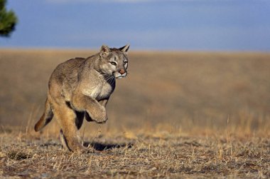Cougar, puma concolor, Yetişkin Run, Montana  