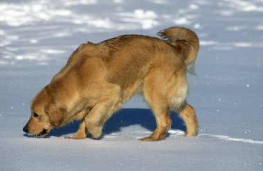 Golden Retriever, Karda Yürüyen Köpek  