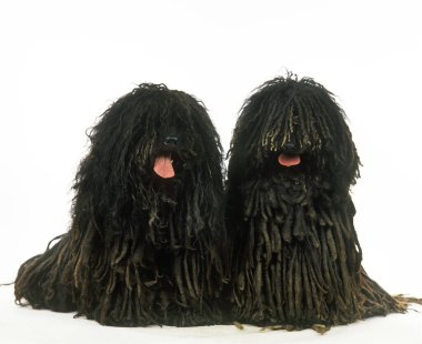 Hungarian Puli Dog, Adults sitting against White Background   clipart