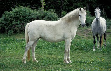 Lipizzan Atları, Yetişkinler Meadow 'da  