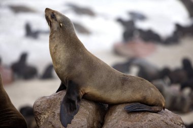 Güney Afrika Kürk Mührü Arctocephalus pusillus Namibya 'da Cape Cross' da  