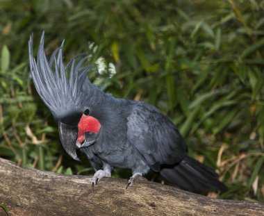 Palm Cockatoo, probosciger aterrimus, Crest 'li Yetişkin  