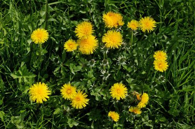 Karahindiba, taraxacum officinale, Normandiya  
