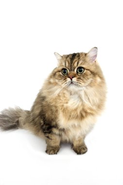 Beyaz Arkaplanda Altın Pers Evcil Kedisi  