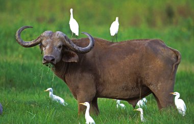 Afrika Bizonu, syncerus caffer, with Cattle Egret, bubulcus ibis, Masai Mara Park in Kenya  