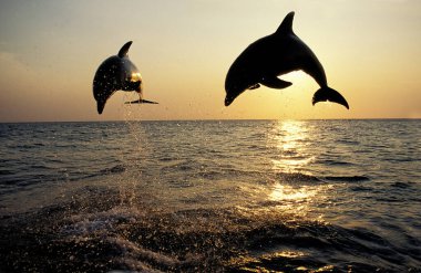 Şişe Burunlu Yunus, Tursiops Truncatus, Zıpla Sunset, Honduras 