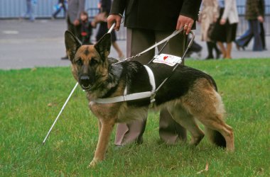 Alman Çoban Köpeği, Körler Rehberi, sahibi ile yürüyor.  