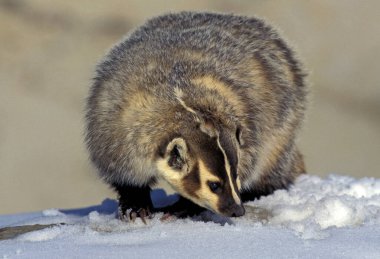 American Badger, taxidea taxus, Adult standing on Snow, Canada   clipart