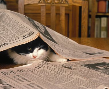 Skogkatt Evcil Kedi, Gazeteyle Oynayan Kedi  
