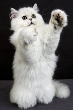 Çinçilla Farsça Yeşil Gözlü Evcil Kedi, Kara Arkaplan Oynayan Kedi  