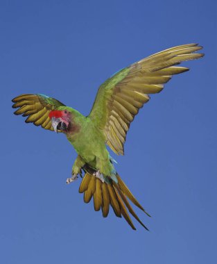 Asker Macaw, ara militaris, Uçan Yetişkin  