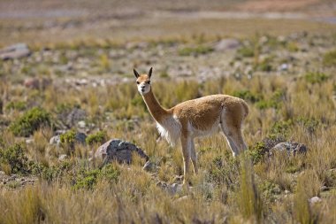 Vicuna, vicugna vicugna, Peru 'daki Pampas Galeras Reserve  