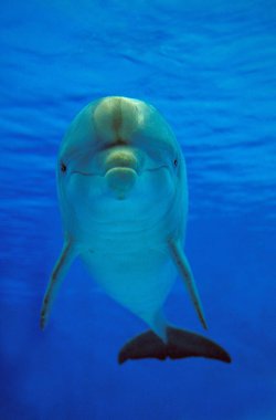 Şişe Burunlu Yunus, Tursiops Truncatus, Yetişkin   