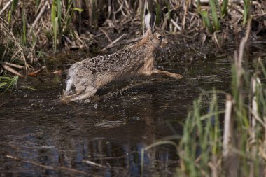 Tel saçlı tilki teriyeri olan çocuk.  