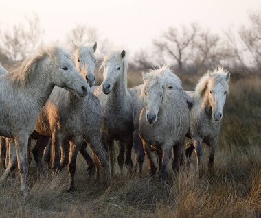 Camargue Atı, Herd Bataklıkta, Camargue Güney Fransa 'da  