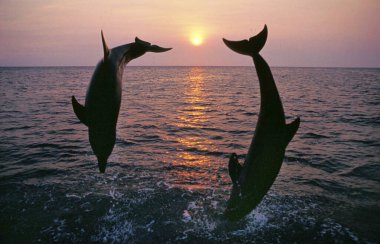 Şişe Burunlu Yunus, Tursiops Truncatus, Sunset 'te zıplayan Yetişkinler, Honduras kıyısında  