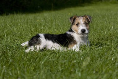 WIRE-HAIRED FOX TERRIER PUPPY   clipart