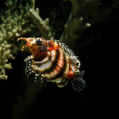İki saksı hindi balığı, dendrochirus biocellatus  