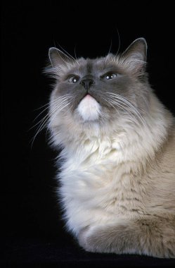 Ragdoll Evcil Kedisi Siyah Arkaplan 'a Karşı   